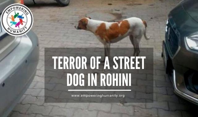 Terror of a street dog in Rohini